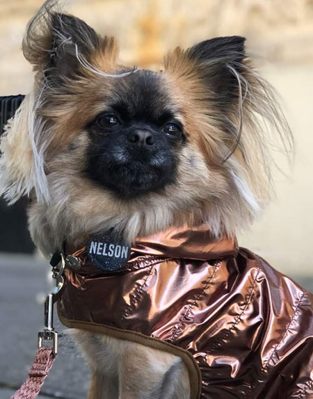 dog-coat-raincoat-copper-2