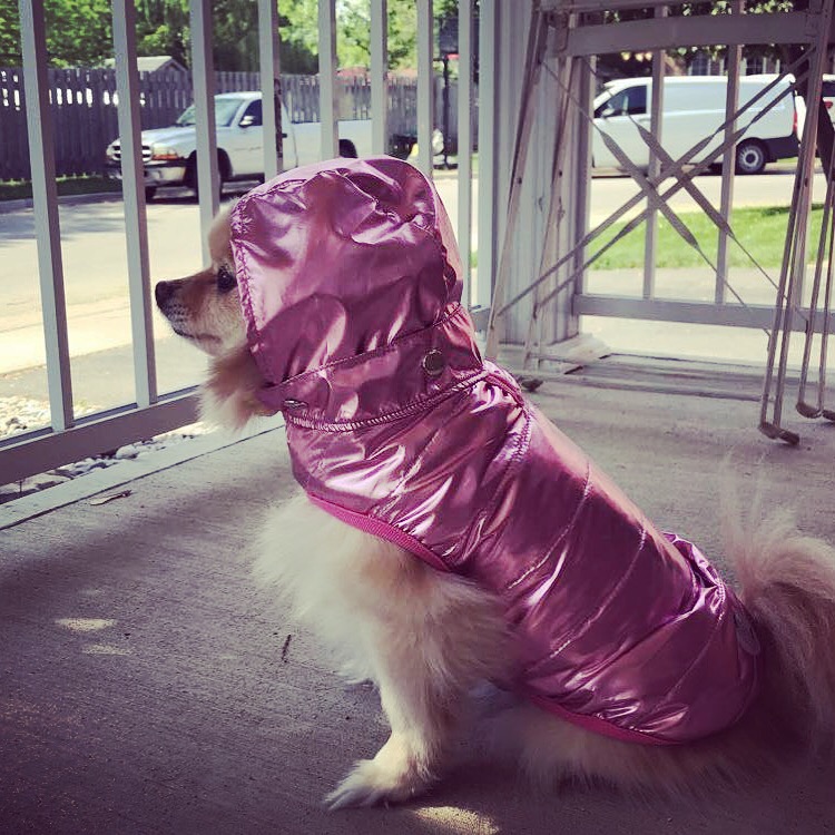 Pink dog coat with hood