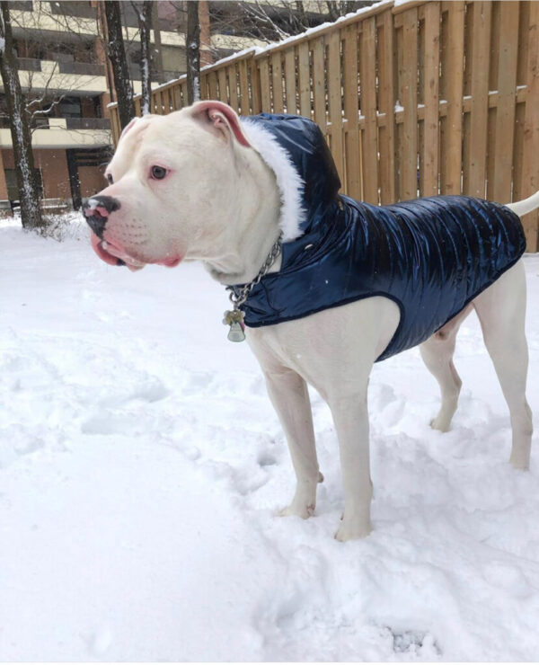 winter jacket for big dog