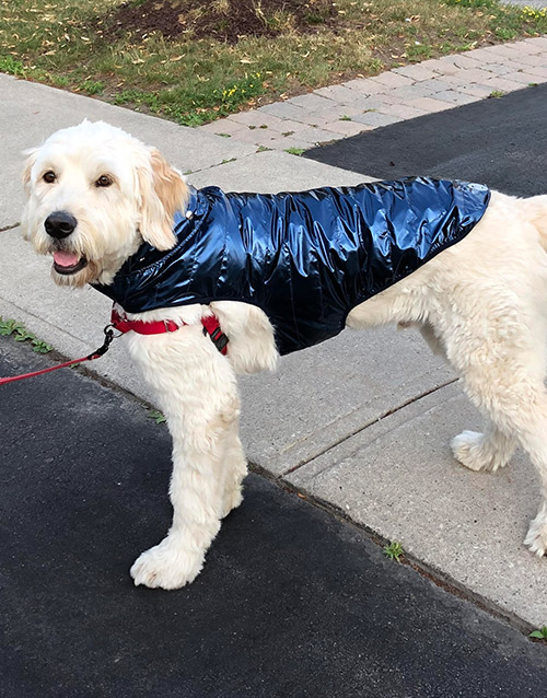 Raincoat for big dog