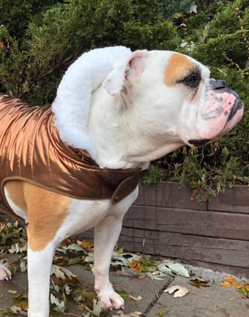 Winter dog coat copper