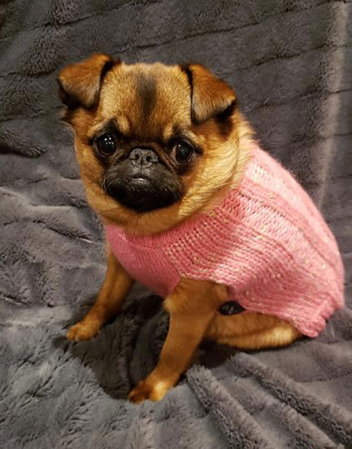 Pink dog sweater